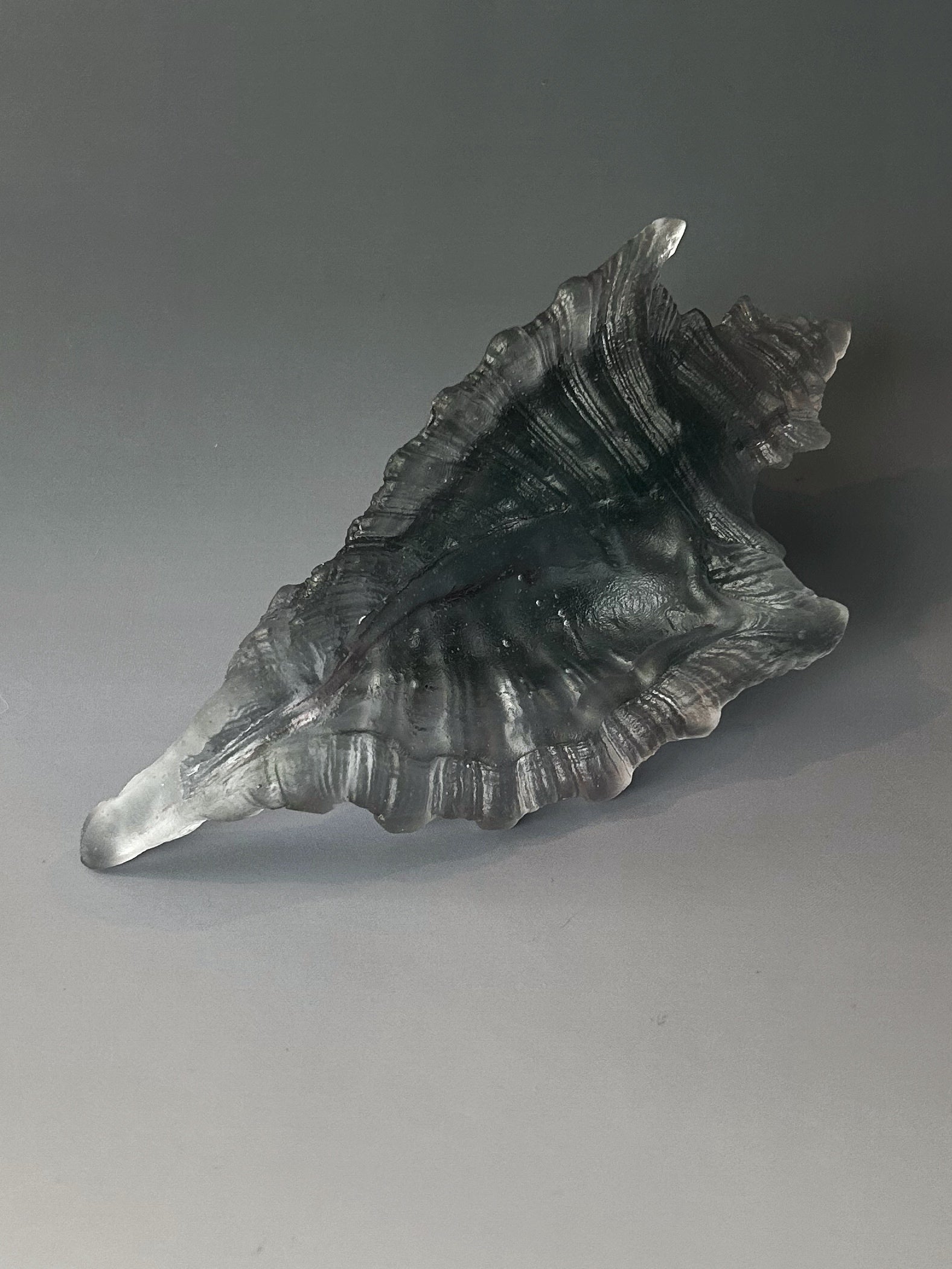 Gray Sea Shell