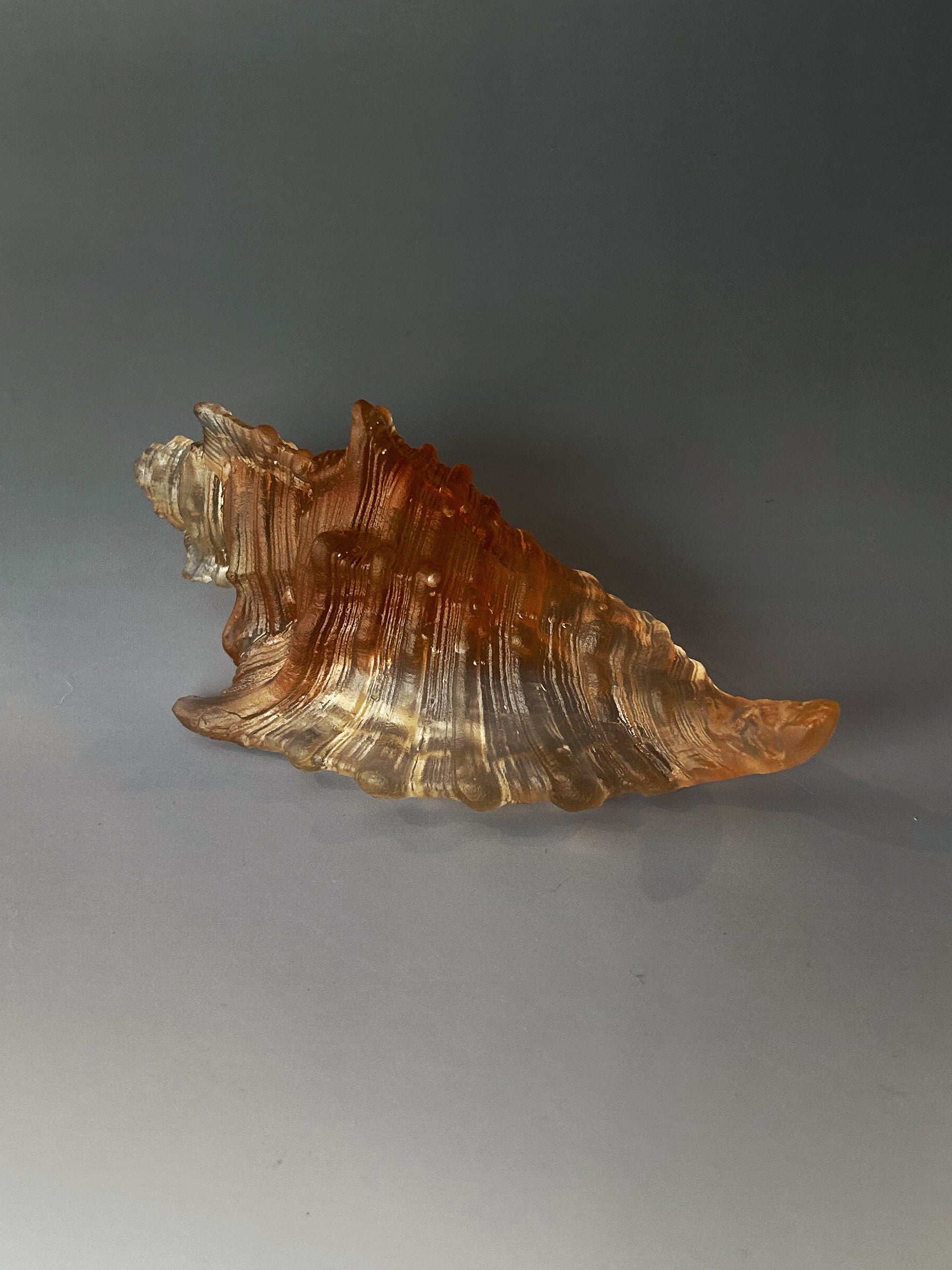 Amber Sea Shell