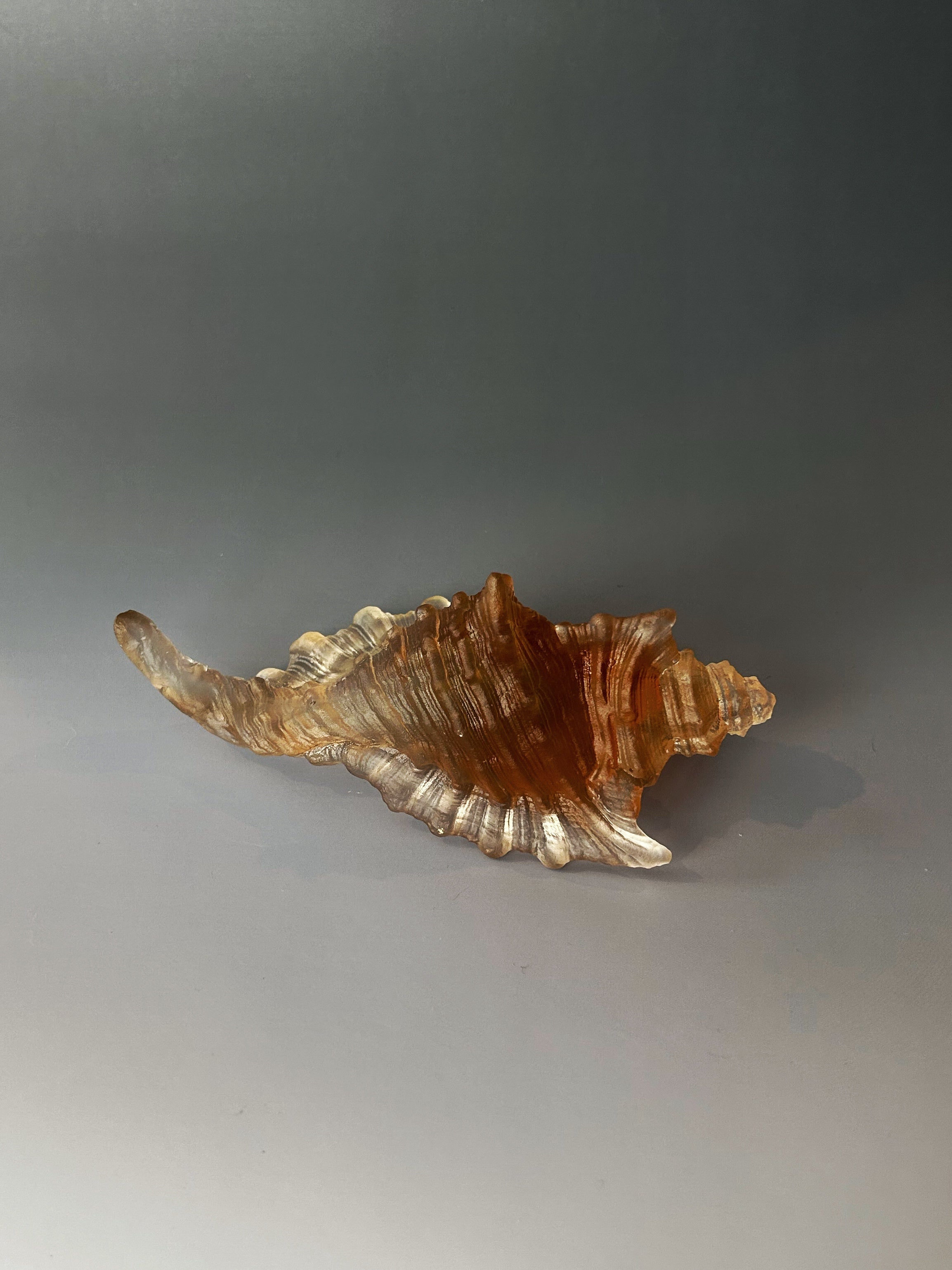 Amber Sea Shell