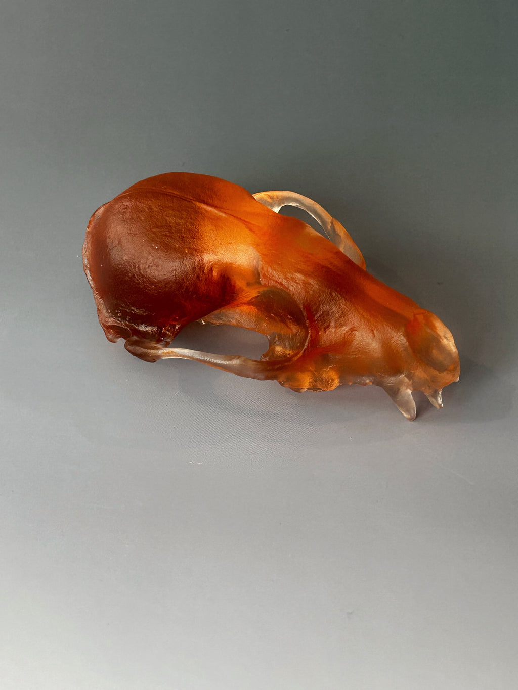 Amber Red Fox Skull