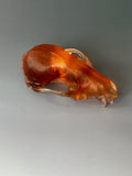 Amber Red Fox Skull