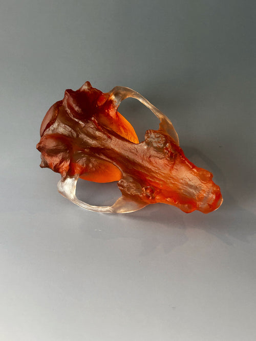 Amber Red Fox Skull