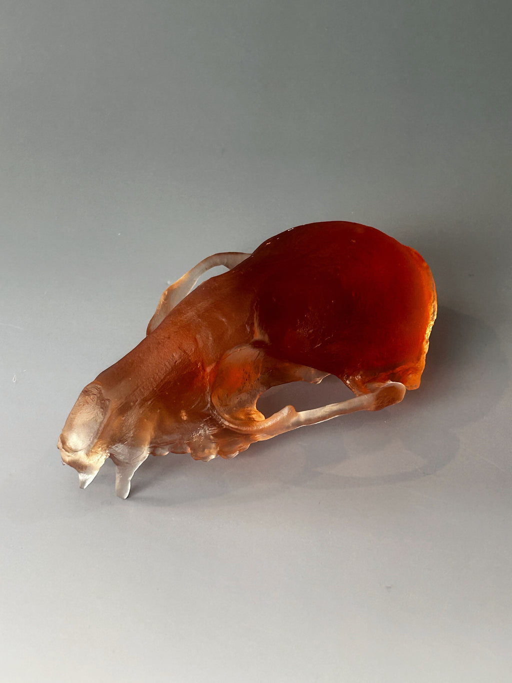 Amber Red Fox Skull
