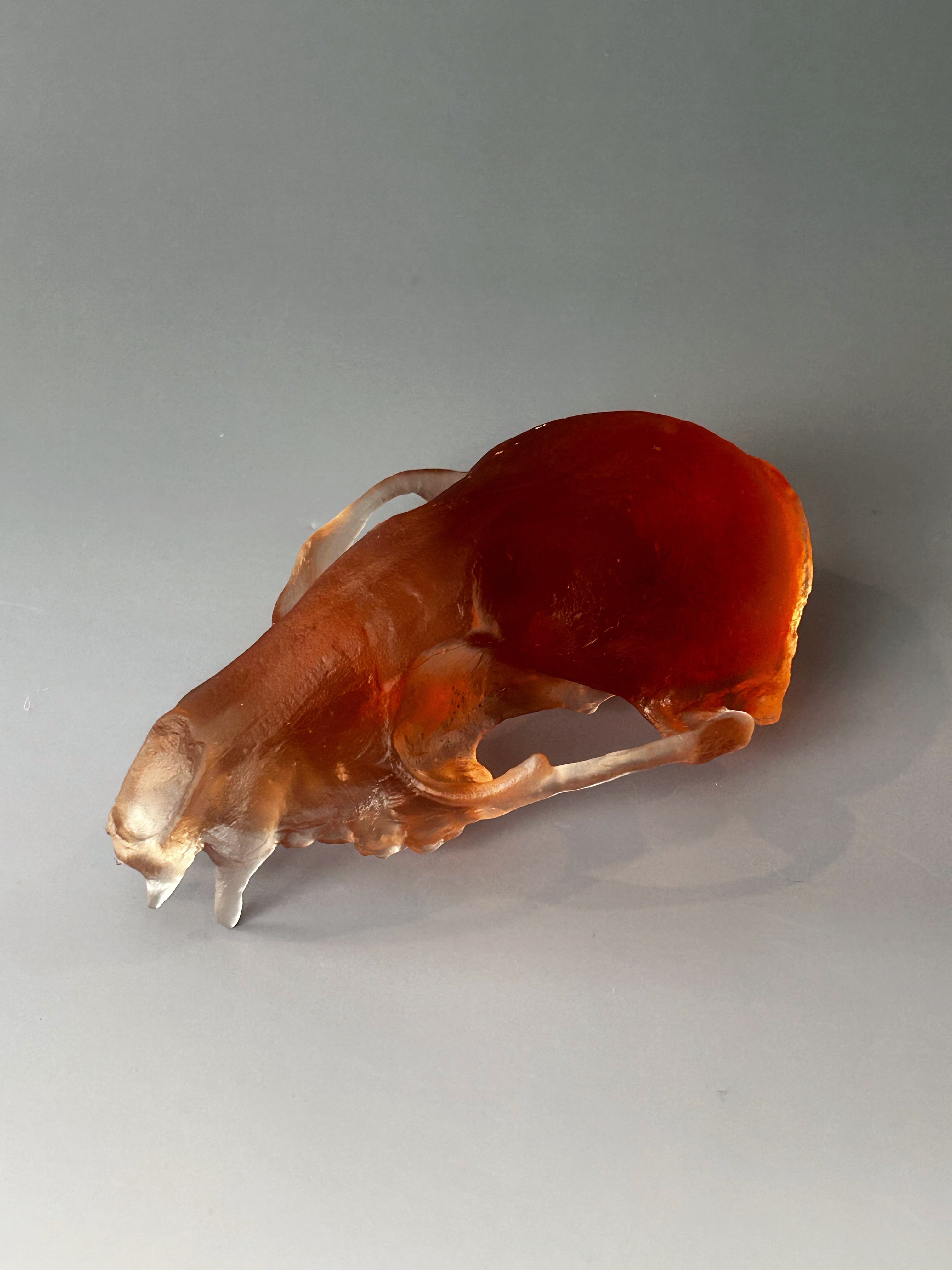 Amber Red Fox Skull
