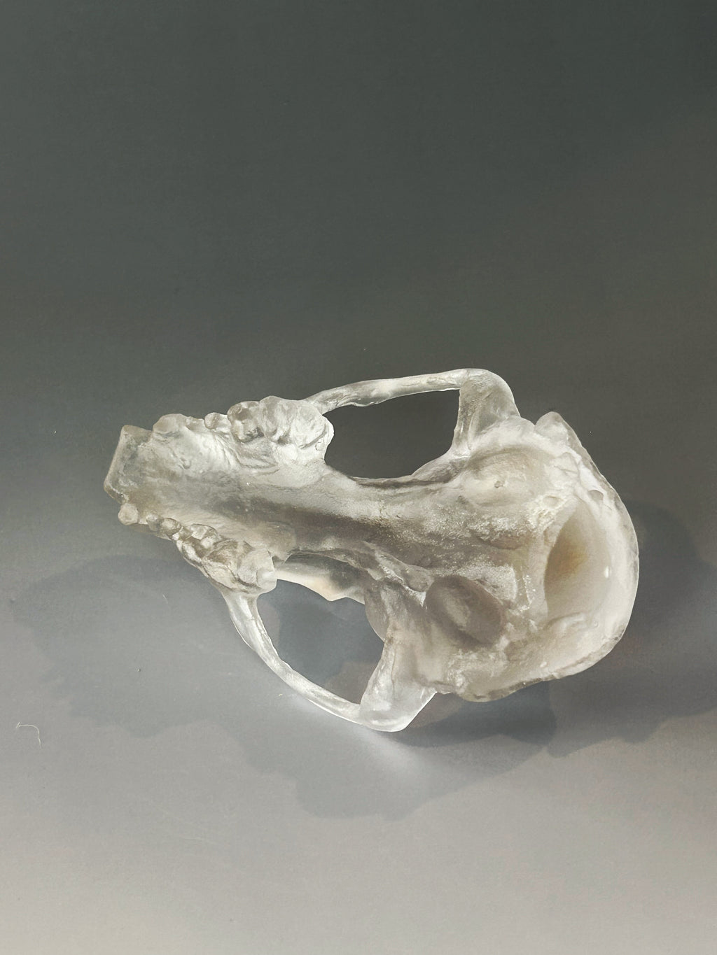 Crystal Clear Cast Glass Fox Skull
