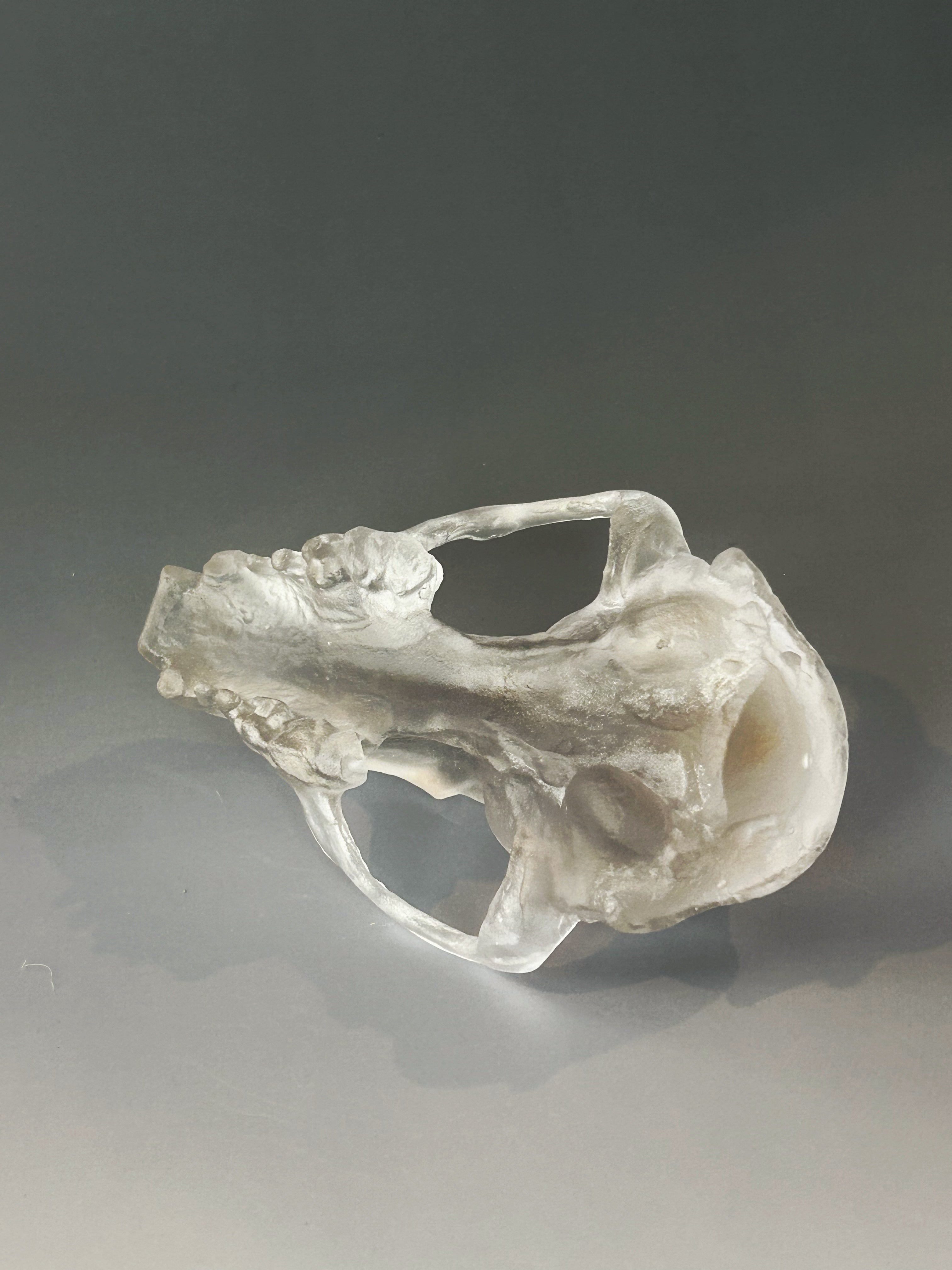 Crystal Clear Cast Glass Fox Skull