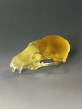 Golden Red Fox Skull