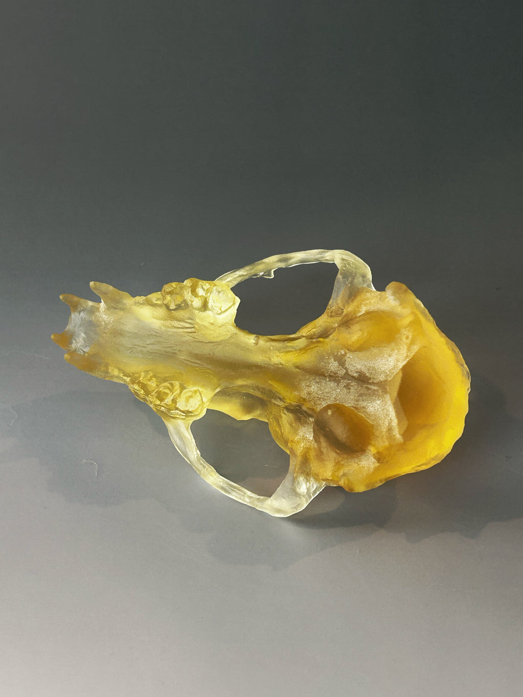 Golden Red Fox Skull