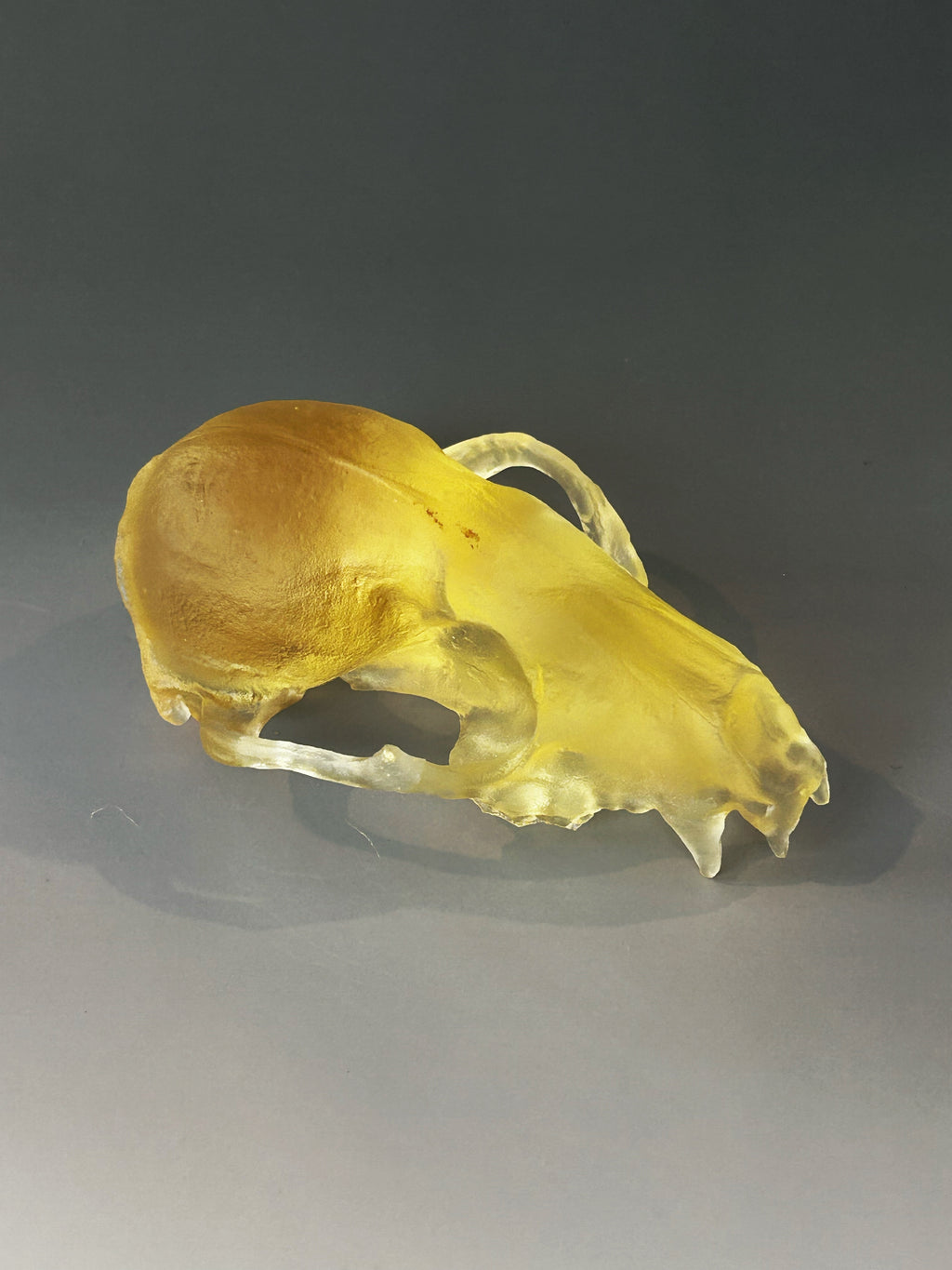 Golden Red Fox Skull